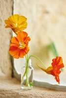 Nasturtium flowers in small glass bottle on windowsill