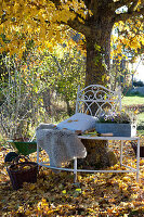 Tree bench under maple tree