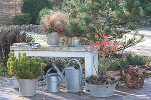 Carex albula 'Frosted Curls' ( Segge ) und Gaultheria procumbens