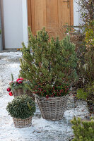 Pinus mugo mughus (mountain pine, crooked wood pine) underplanted