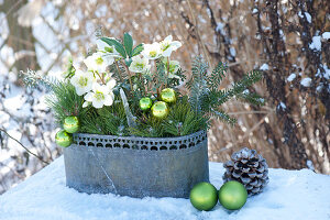 Helleborus niger with branches of Pinus, Tsuga