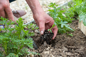 Plant young plants of Tagetes (marigolds) in the bed