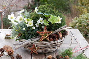 Making stars out of colorful dogwood branches