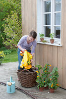 Plant black-eyed Susanne in a basket with a climbing aid