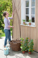 Plant black-eyed Susanne in a basket with a climbing aid