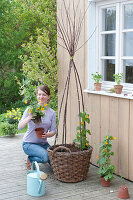 Plant black-eyed Susanne in a basket with a climbing aid