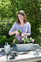 Zink - Jardiniere mit Mandevilla Sundaville 'Pink' 'White' bepflanzen :
