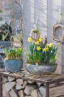 Narcissus 'Tete A Tete' (Narcissus), Muscari (Grape Hyacinth)