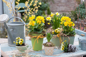 Primula elatior Crescendo 'Yellow' ( Primeln ), Narcissus 'Tete a Tete'