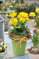 Primula elatior Crescendo 'Yellow' with felt cord and twigs