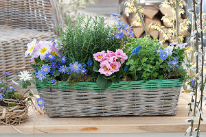 Korbkasten mit Primula ( Primeln ), Anemone blanda ( Frühlings-Anemone )