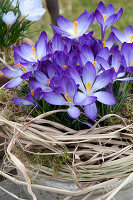 Crocus tommasinianus 'Whitewell Purple'