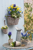 Wall Baskets with Narcissus 'Tete A Tete' (Daffodil), Hyacinthus