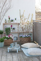 Frühlingsbalkon mit Prunus incisa 'Kojou-no-mai' ( Zierkirsche, März-Kirsche