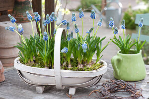 Muscari aucheri 'Blue Magic' (Grape Hyacinth) in the basket