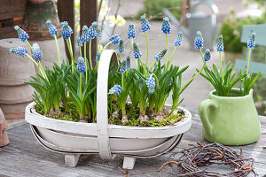 Muscari aucheri 'Blue Magic' ( Traubenhyazinthen ) im Korb