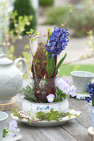 Hyacinthus 'Delft Blue' ( Hyazinthe ) ohne Erde in Glas mit Zweigen und Rinde