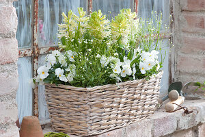 Hyacinthus 'White Pearl'  ( Hyazinthen ), Viola cornuta