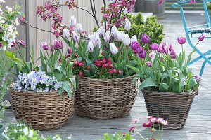 Tulipa 'Shirley', 'Purple Prince', 'Claudia', Viola cornuta