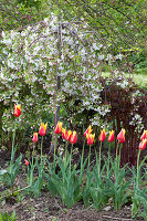 Tulipa 'Synaeda King' ( Lilienblütige  Tulpen ) und Malus