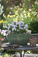 Narcissus 'Sun Disc' (Narzissen) und Viola cornuta (Hornveilchen)