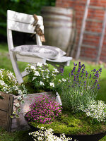 Mossy beds in planted bowl and wooden crate in garden