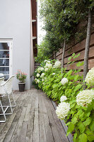Weiß blühende Hortensien zwischen Terrasse und Holzzaun