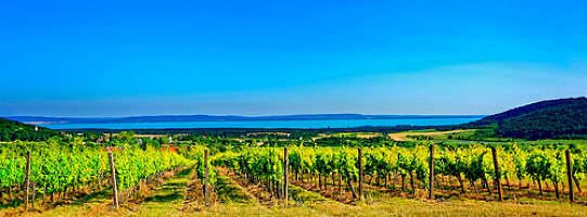 The wine-growing region next to Lake Balaton in Balatonfüred-Csopak, Hungary