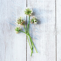 White clover flowers