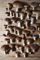 Fresh porcini mushrooms in rows on a wooden table