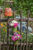 Blumentöpfe mit Margeriten und Phlox am Gartenzaun hängend
