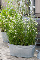 Gräser Arrangement auf der Terrasse