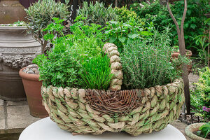 Large green woven basket used as a container for fresh culinary herbs in a garden outside in summer