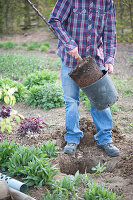 Planting apple tree