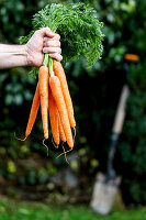 Hand hält ein Bündel Möhren im Garten