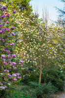 Magnolia soulangeana und Magnolia acuminata 'Yellow Lantern' (Magnolien)