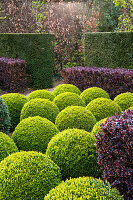 Formaler Garten mit Buchs-Kugeln und Berberitzen-Hecke