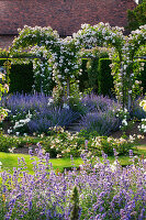 Park mit weißen Ramblerrosen an Bögen und Katzenminze