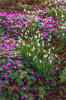Schneeglöckchen (Galanthus) und Frühlings-Alpenveilchen (Cyclamen coum) im Garten