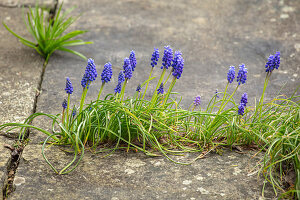 Verwilderte Traubenhyazinthen (Muscari) in Plattenfugen auf Terrasse