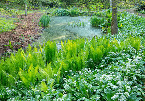 Kleiner Teich im Wald, Straußfarn (Matteuccia struthiopteris) und blühender Bärlauch (Allium ursinum)