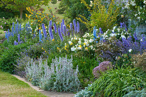 Stauden-Beet mit Rittersporn (Delphinium), Wollziest (Stachys byzantina) und weißen Rosen (Rosa)