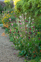 Blumen-Rabatte mit Stockrosen (Alcea rosea)