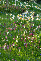 Zwiebelblumen-Wiese, Narzissen (Narcissus), Schachblume, Schachbrettblume (Fritillaria meleagris) und Strahlenanemone (Anemone blanda)