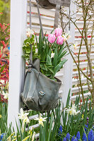 Bepflanzte Umhängetasche mit Narzisse 'Salome' (Narcissus) und Tulpen (Tulipa)