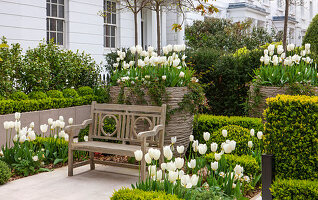 Terrasse mit Bank umrahmt von weißen Tulpen 'Purissima', 'Cardinal Mindszenty', 'Clearwater' (Tulipa) und Buchs (Buxus)