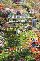 Seating Between Flowering Asters In The Garden