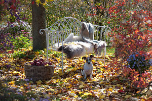 Garden Bench With Fur And Blanket Under A Tree