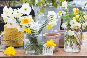 Various types of narcissus in glass vases and mug