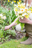 Frau schneidet im Garten Narzissen für Blumenstrauß